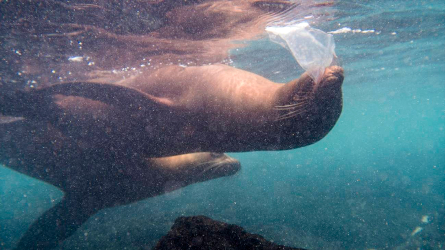 Leones marinos, tortugas e iguanas se topan ya con el plástico en las islas Galápagos