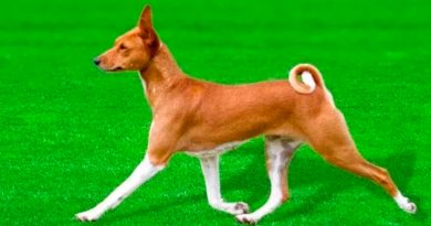 El genoma del perro que no ladra ilumina la evolución de los canes
