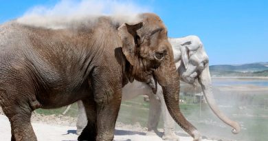 Los elefantes manipulan el aire con su trompa para comer y beber