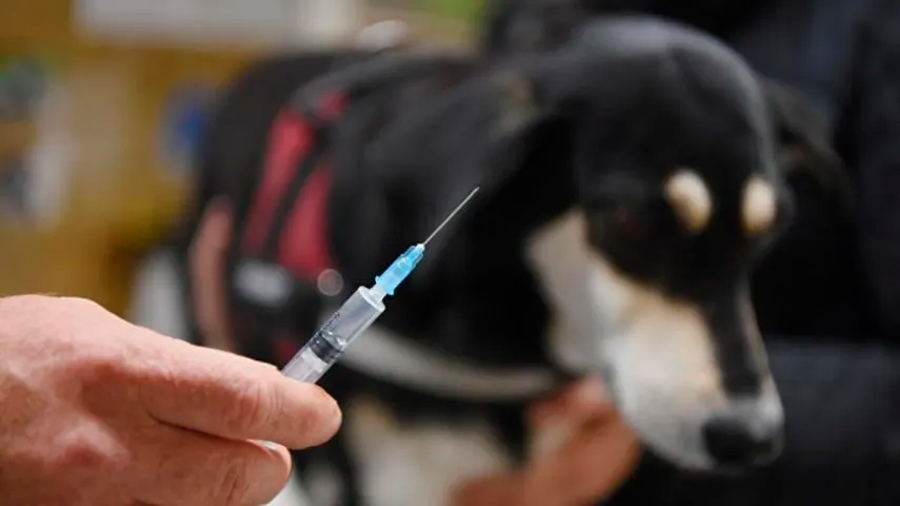 Rusia empieza a vacunar a animales con su vacuna anticovid Carnivac-Cov
