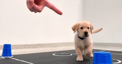 Los perros nacen preparados para comunicarse con las personas