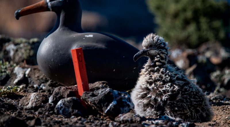 La historia de los albatros mexicanos que adoptaron polluelos de otra especie para salvarlos