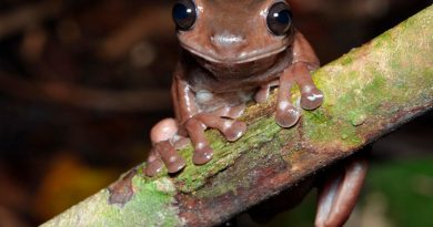 Rana de chocolate: descubren nueva especie de anfibio en Nueva Guinea