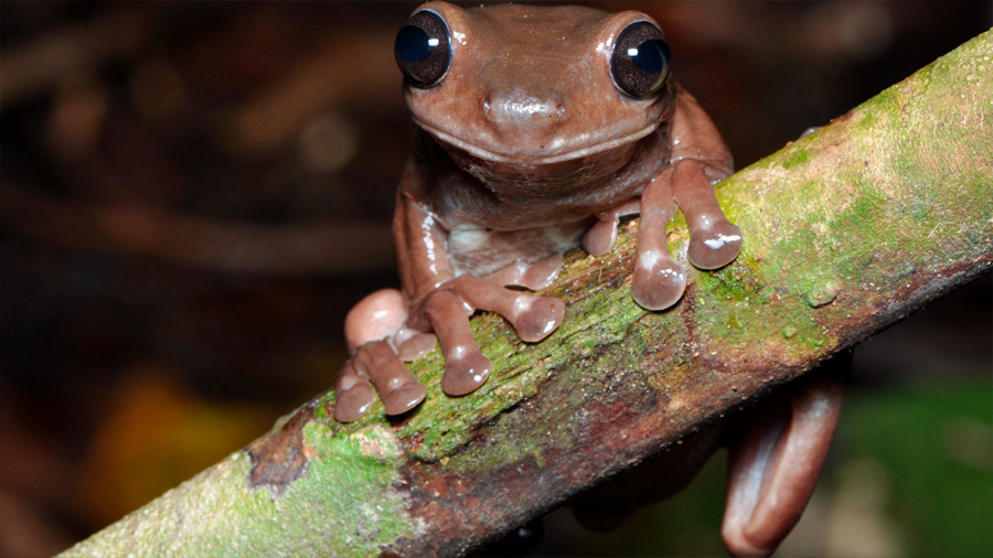 Rana de chocolate: descubren nueva especie de anfibio en Nueva Guinea