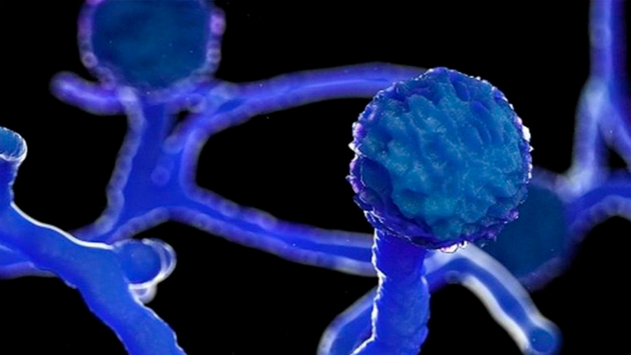 ¿Qué es el peligroso ‘hongo negro’ y por qué alarma al mundo en plena pandemia?