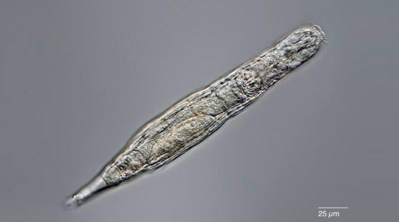Un animal microscópico vive tras 24,000 años congelado