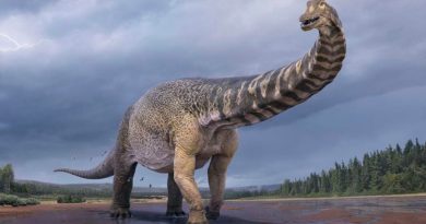 Conoce al 'titán del sur', uno de los mayores dinosaurios conocidos