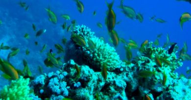 Académica de la BUAP dirigirá el estudio genético de los arrecifes del Golfo de México