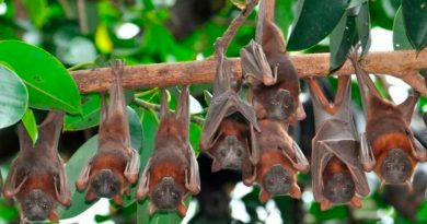 "Equivocada y dañina", la idea de que los murciélagos causaron la pandemia