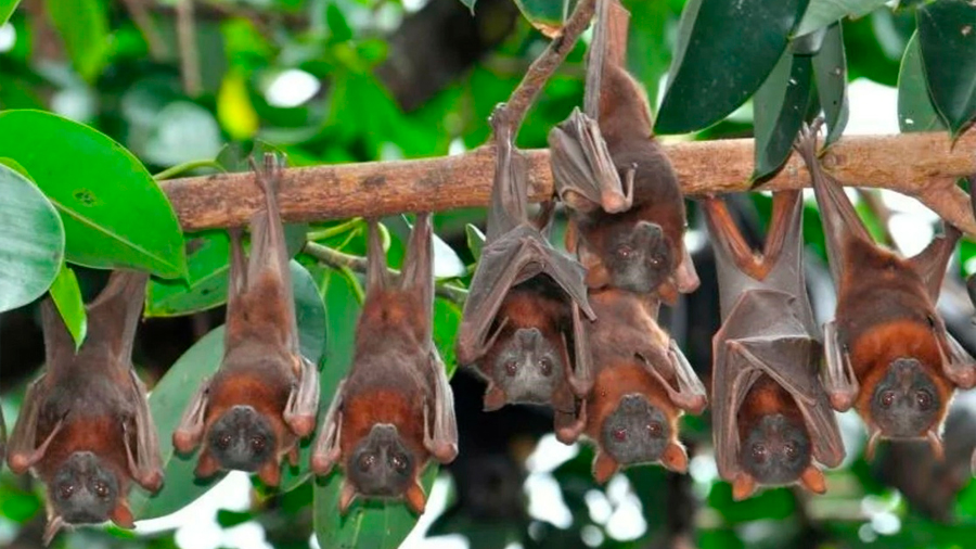 "Equivocada y dañina", la idea de que los murciélagos causaron la pandemia