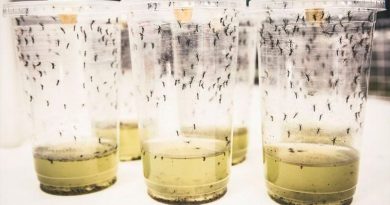 "Revolucionario" experimento con mosquitos redujo los contagios por dengue en un 77%