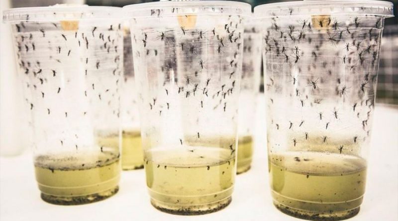 "Revolucionario" experimento con mosquitos redujo los contagios por dengue en un 77%