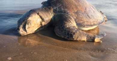 Preocupa a ambientalistas muerte masiva de tortugas caguama en México