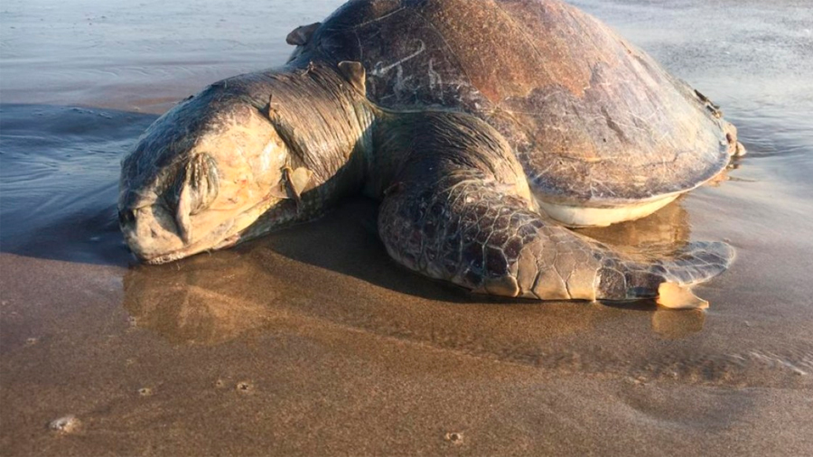 Preocupa a ambientalistas muerte masiva de tortugas caguama en México
