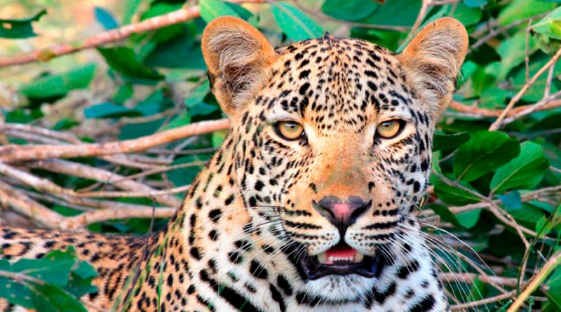 Buscan ingresar más jaguares desde México a EU