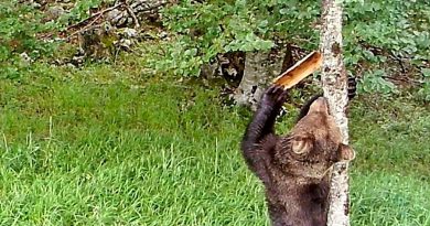 Los osos pardos usan las marcas en los árboles para comunicarse