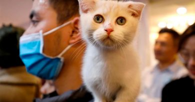 Hay cinco tipos de relaciones entre los gatos y sus dueños: ¿cómo saber cuál es la tuya?