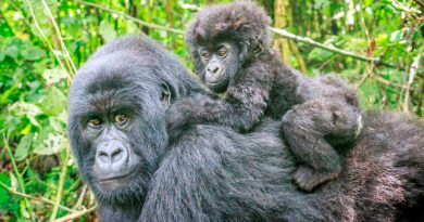 Descubren que los gorilas también adoptan a crías huérfanas como los humanos