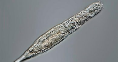 Microorganismo revive después de 24 mil años congelado