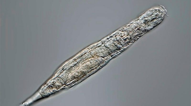 Microorganismo revive después de 24 mil años congelado