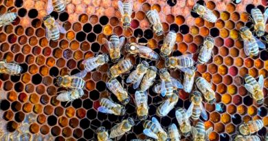 Las abejas se clonan a sí mismas