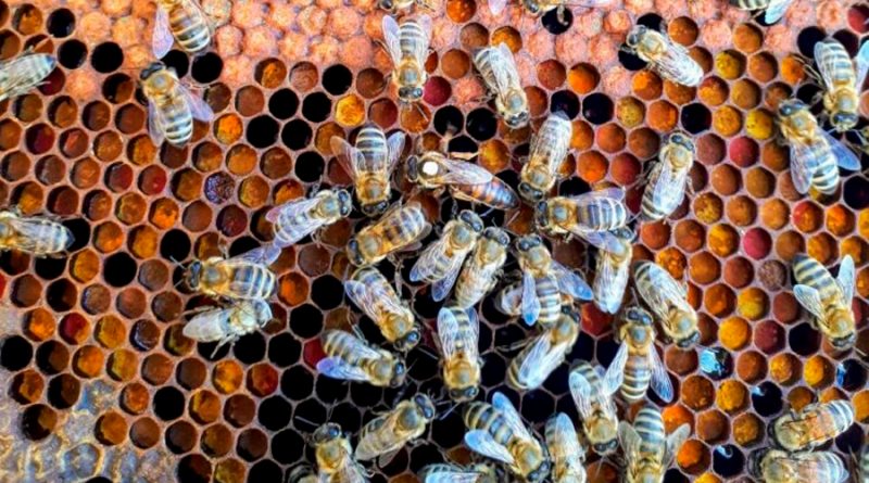 Las abejas se clonan a sí mismas