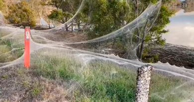 Enormes telarañas cubrieron un territorio en Australia tras una tempestad