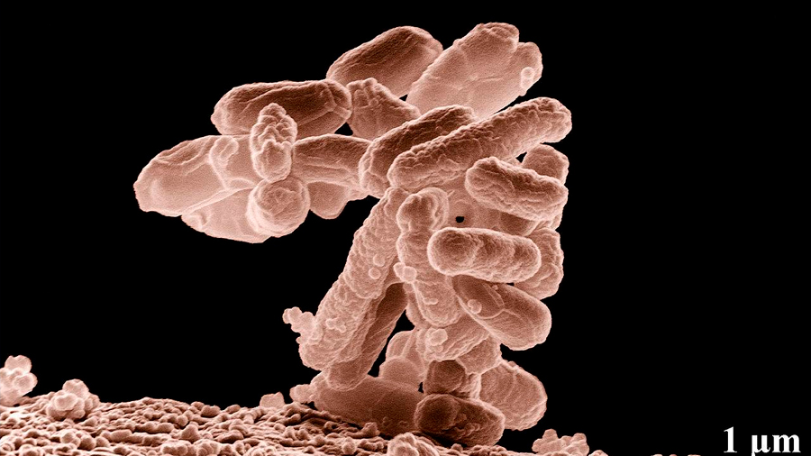 Crean una bacteria sintética que resiste a los virus