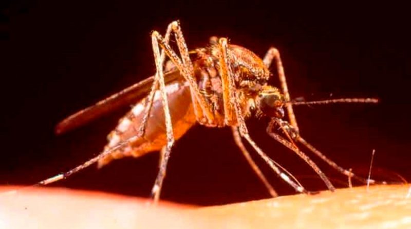 Una vacuna de ARNm logra en ratones una protección completa contra la malaria