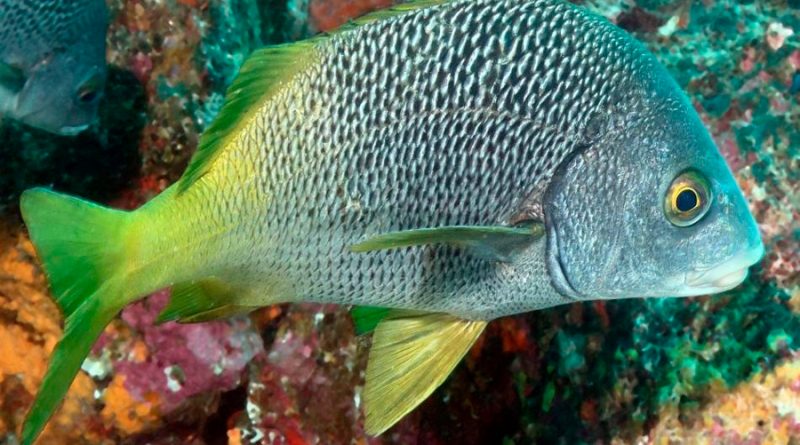 Investigadores de México, EU y Ecuador descubren dos nuevas especies de peces en Galápagos