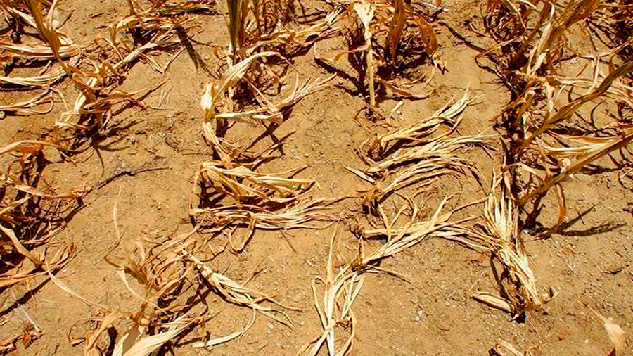 La sequía en México se debe al fenómeno de la celda de Hadley