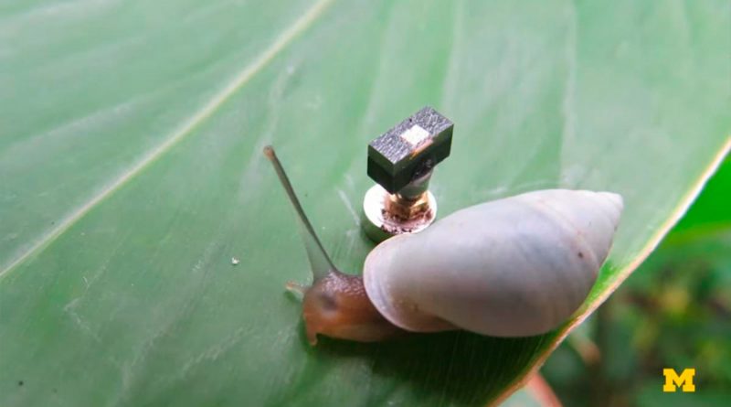 El ordenador más pequeño del mundo resuelve un misterio evolutivo