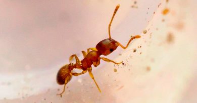 Un parásito alarga la vida de las hormigas obreras