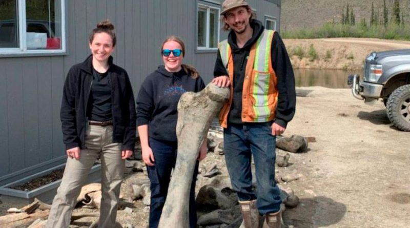 Buscaban oro y encontraron los colosales esqueletos de tres mamuts lanudos