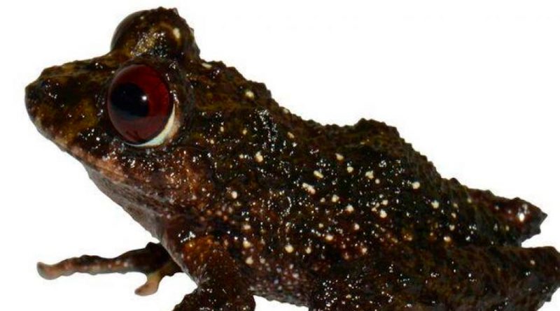 Ledzeppelin, nueva especie de rana en Ecuador