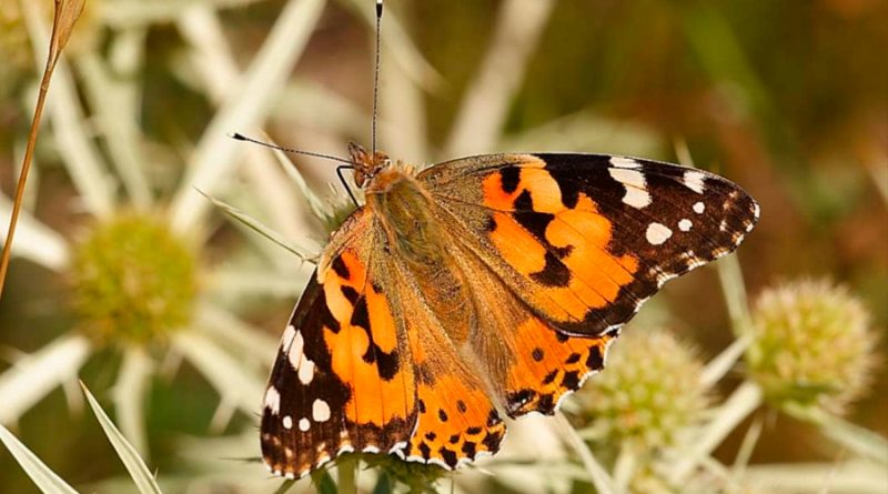 Mariposas cruzan el Sáhara en la migración de insectos más larga