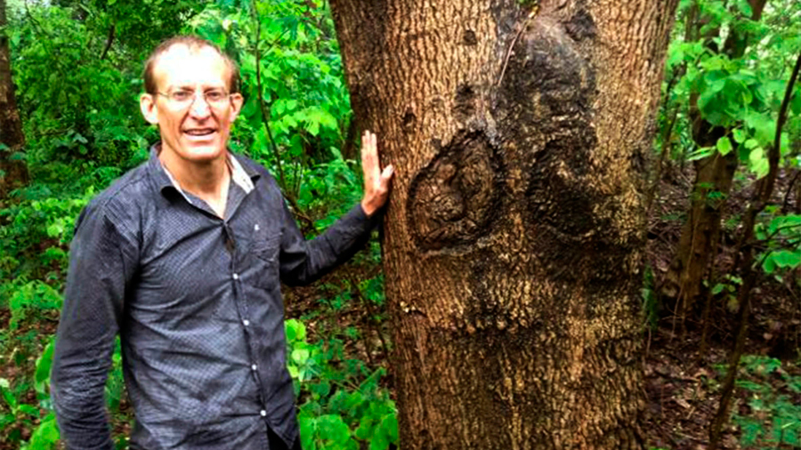 Moringa: estudio de la UNAM revela los beneficios del llamado “árbol milagro”