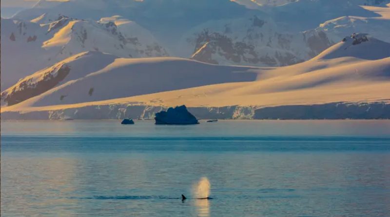 Las ballenas no expulsan agua por los espiráculos y otros mitos desmentidos