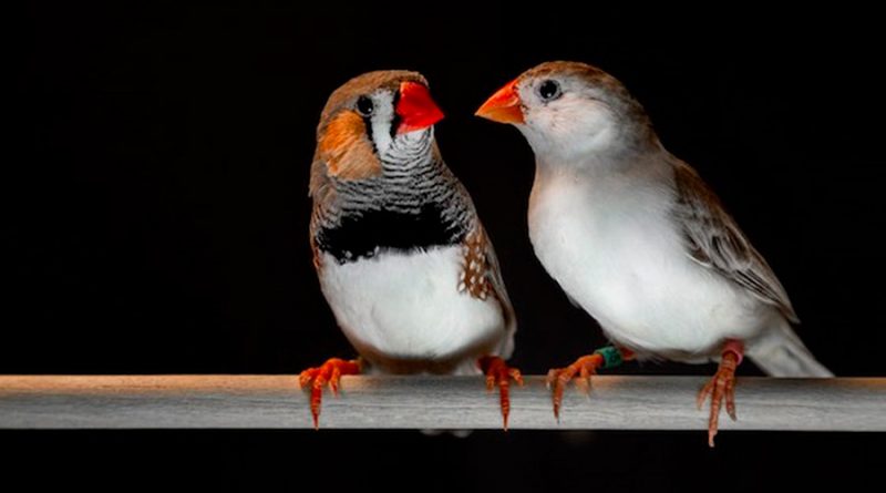 Pájaros cantores y humanos comparten patrones de habla comunes