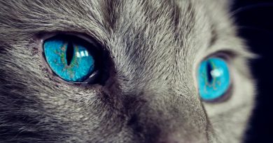 ¿Por qué brillan los ojos de los gatos en la oscuridad?