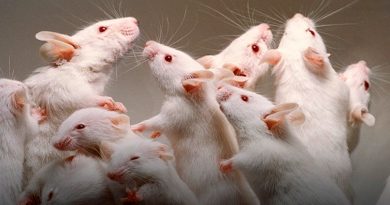 Cuando la ciencia se auxilia de ratas
