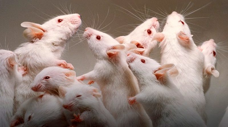 Cuando la ciencia se auxilia de ratas