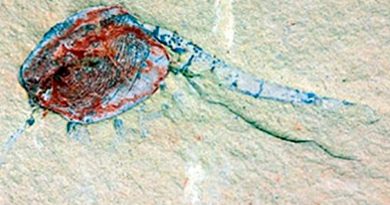 Un vivero de fósiles ilustra la vida hace 518 millones de años