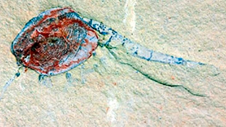 Un vivero de fósiles ilustra la vida hace 518 millones de años