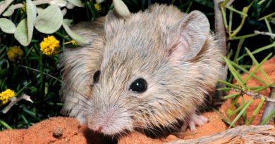 Una especie de ratón 'resucita' 150 años después de su extinción