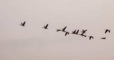 Las aves migratorias utilizan física cuántica para trazar la ruta a su destino, según nuevo estudio