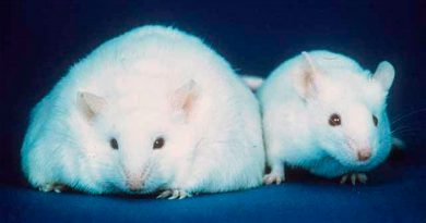 Ratones tratados con una citoquina pierden peso "sudando" grasa. ¿Vale para las personas?