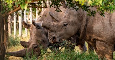 Crean doce embriones para salvar al rinoceronte blanco del norte; quedan dos ejemplares hembra
