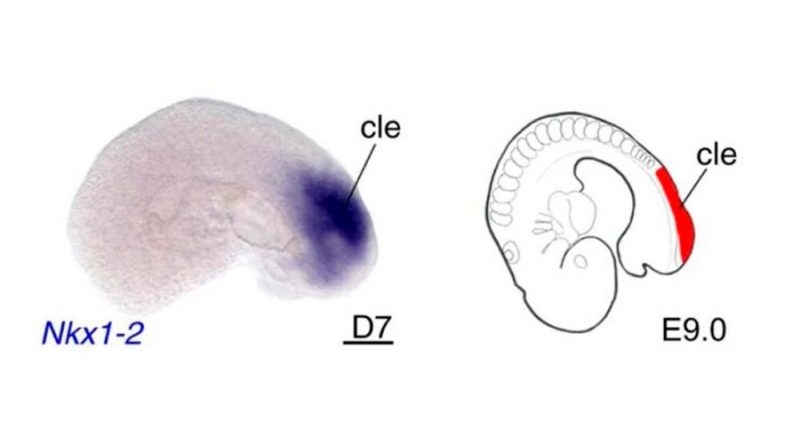 Crean un embrión de ratón casi completo y desde cero en un laboratorio