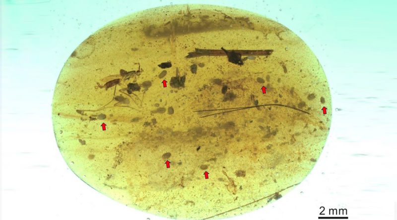Descubren los fósiles de espermatozoides más antiguos del mundo